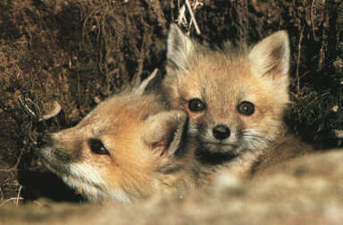 Red Fox Kits