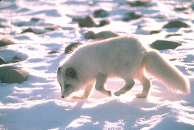 Liska's EncycVulpedia: Arctic Fox - General Description