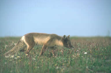 Arctic fox in Summer Coat