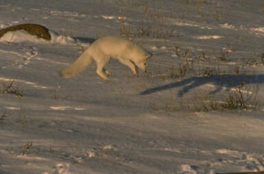 Arctic Fox Pouncing