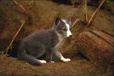 Arctic Fox Kit