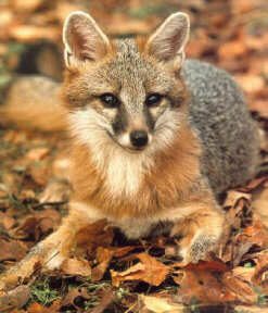 A Grey Fox