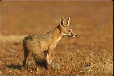 Kit Fox