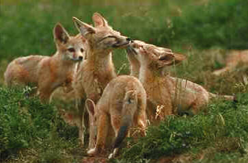 Kit Fox Kits