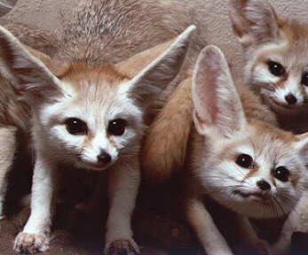 Fennec Fox