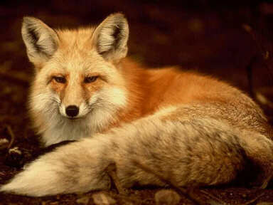 Red Fox