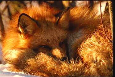 Red Fox Resting