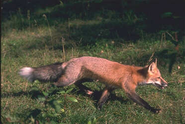 Red Fox Running