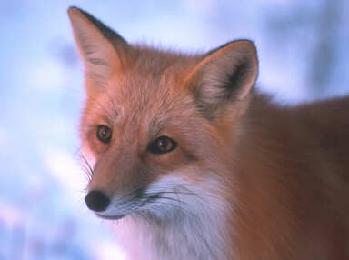 Red fox portrait