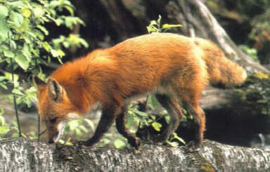 Red fox on the scent. 