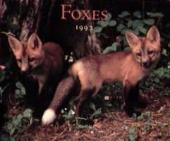 Foxes 1997 Calendar